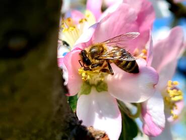 pčela dok skuplja nektar