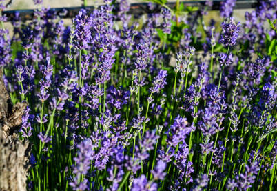 Cvjetovi lavande. Ljubičasti cvjetovi. Lavanda cvjeta u ljeto.