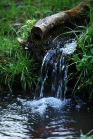 Voda tece kroz trulo drvo u parku, trava sa strane
