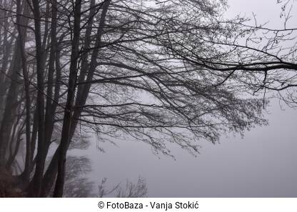 Magla u šumi. Siluete drveća i grana u gustoj magli.