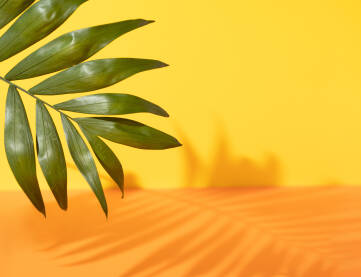 Palma, tropska biljka, list i sjena na svijetloj žutoj i narandžastoj podlozi sa praznim prostorom.