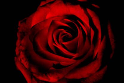 Crvena ruža, latice crvene ruže