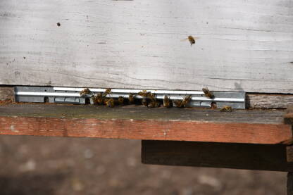 Pčele na ulazu u košnicu