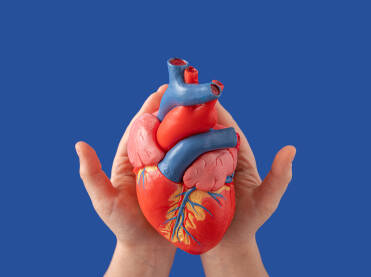 Anatomski medicinski model ljudskog srca u rukama na jarkoplavoj podlozi. Doniranje organa, koncept.
