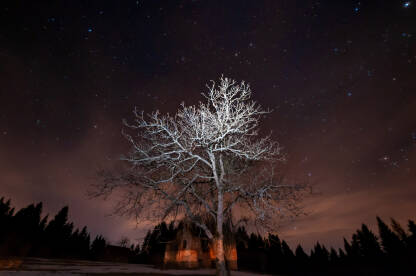 Strašno drvo pod zvjezdanim nebom
