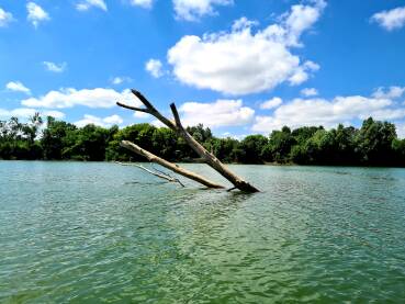Stablo u rijeci Savi nakon nevremena