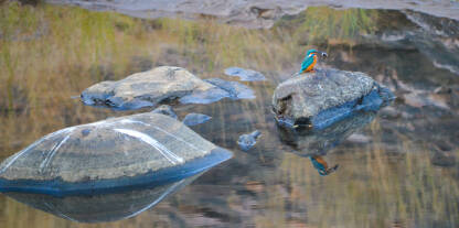 mala ptica na kamenu sa refleksijom u vodi