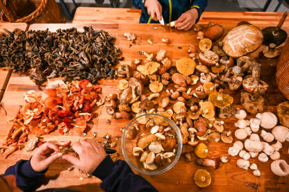 Ljudi sortiraju gljive. Sto pun gljiva. Vrganji, šampinjoni, sunčanice.