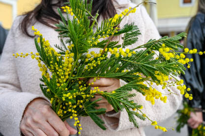 Žena drži cvijeće u rukama. Cvijeće mimoze.