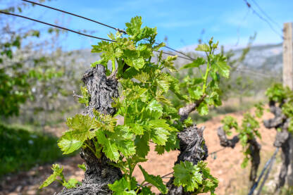 Mlado zeleno lišće na vinovoj lozi u vinogradu. Krupni plan listova vinove loze u proljeće. Čokoti vinove loze u nizu.