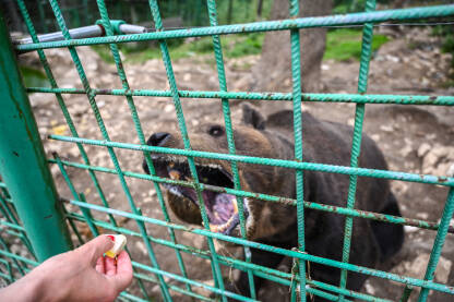 Djevojka hrani divljeg medvjeda u kavezu. Medo iza metalnih rešetaka u zoološkom vrtu.