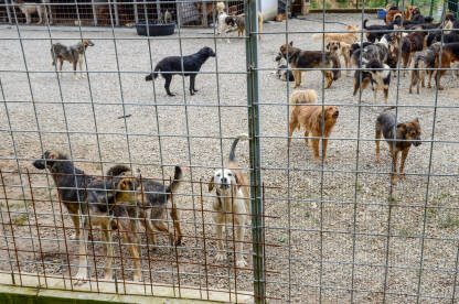Napušteni psi žive u lošim uslovima u skloništu za životinje. Azil za pse. Psi lutalice žive u strašnim uslovima u kavezu. Napušteni i ulični psi.