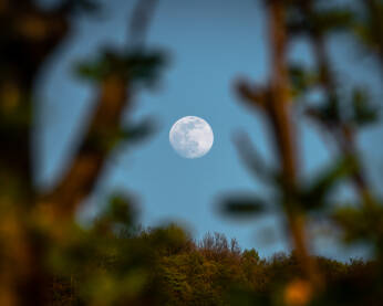 Mjesec na nebu kroz grane