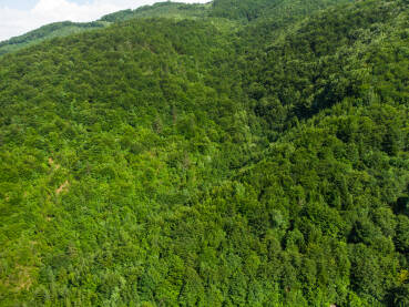 Zelena šuma na planini tokom ljeta, snimak dronom. Drveće raste u prirodi. Predivna listopadna šuma.