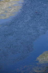 Na površini vode vide se blagi talasi koji se nježno šire, a po vodi plutaju sitni cvjetovi.
Cvijeće dodaje nježan i prirodni detalj.