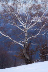 Stablo breze na snijegu