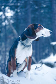 Lovački pas u šumi