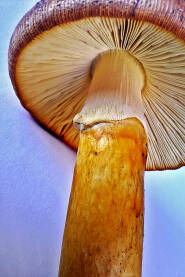 Blagva gljiva Blagva jestiva gljiva. Pogled ispod klobuka gljive.