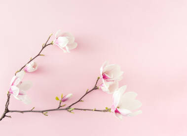 Grana s cvjetovima magnolije položena na ružičastu pozadinu.