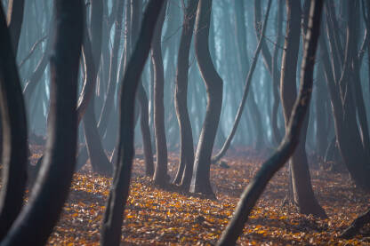 Gusta grabova šuma sa tankim stablima u magli