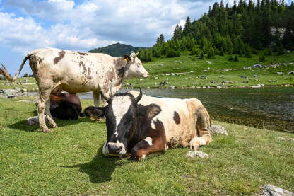 Krave kraj jezera na planini.