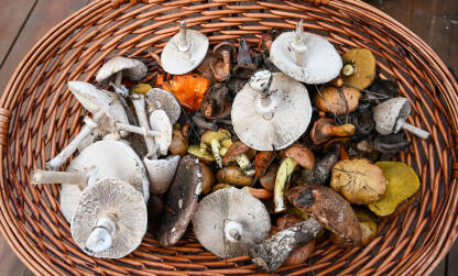 Korpa puna gljiva ubranih u prirodi. Svježe sirove gljive. Vrganji, šampinjoni, sunčanice...