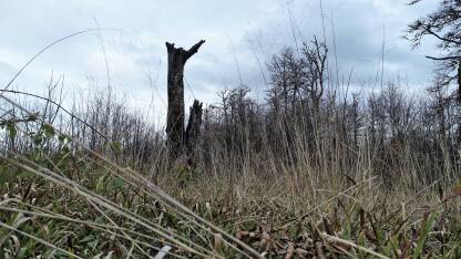 Prizori šume sa i oko planine Bitovnje.