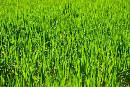 Mlada pšenica raste u polju u proljeće. Usjevi zelene pšenice rastu na poljoprivrednom polju u proljeće, krupni plan. Poljoprivreda. Žitarice.