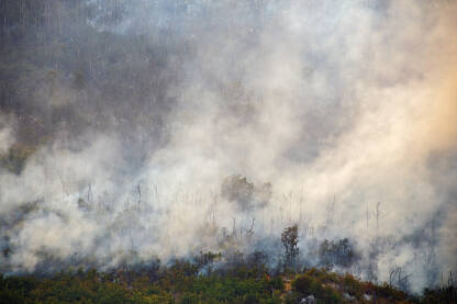 Šumski požar u Hercegovini