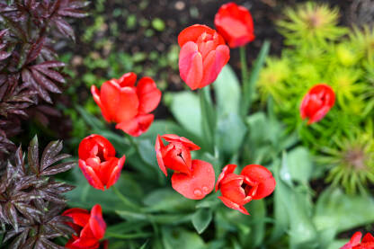 Tulipani cvjetaju u vrtu u proljeće. Crveno cvijeće. Cvjetni tulipani nakon kiše.