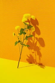 Žuto cvijeće naslonjeno na zid od žutog rebrastog papira.