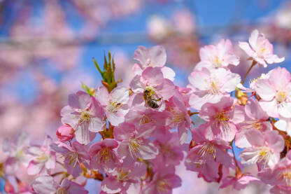 Pčele sakupljaju polen sa cvjetova u voćnjaku. Japanska trešnja cvjeta u proljeće. Grana sa cvjetovima na suncu. Procvjetalo drvo u vrtu.