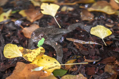 Žaba u vodi. Smeđa krastača, Bufo bufo. Vodozemci.