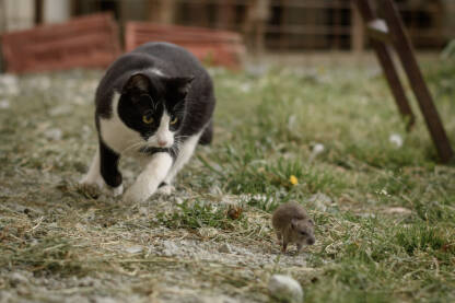Crno bijela mačka lovi Miša.