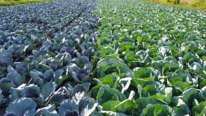 Kupus raste na navodnjavanom polju, snimak dronom. Poljoprivreda. Zelene i plave glavice kupusa.