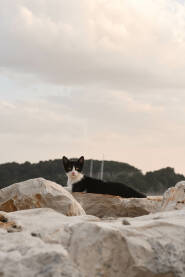 Mačka na stijenama.