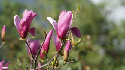 Cvijet Magnolije na proljeće.