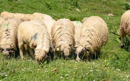Ovce pasu travu na livadi. Skupina ovaca na pašnjaku.