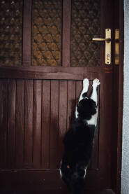 Crno-bijela mačka čeka pred ulaznim vratima kuće