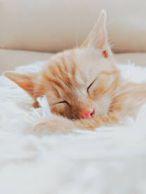Mali mačić spava na jastuku.
