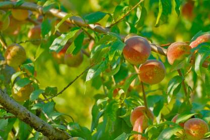 Grane stabla breskve (Prunus persica) opterećene zrelim, sočnim plodovima i bujnim zelenim lišćem.