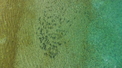 Ribe plivaju u vodi. Jato riba u rijeci, snimak dronom.