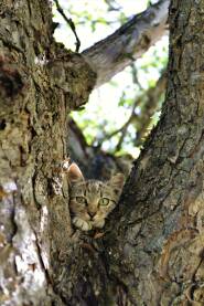 Simpatična mlada mačka na drvetu u rašljama grana savršeno kamuflirana.