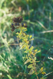 Gospina trava ili kantarion (Hypericum perforatum) Suhi cvijet ljekovite biljke