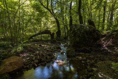 Potok u šumi kod Dubovskog