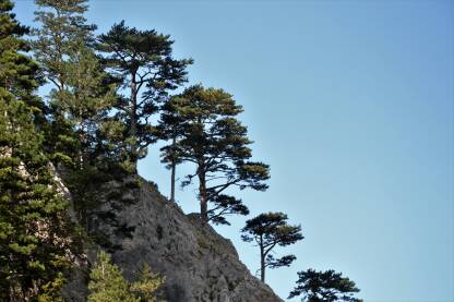 Drveče na stijeni.