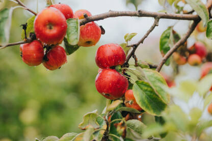Crvene jabuke nakon kiše