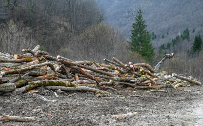 Drveće posječeno u šumi na planini. Gomila drva. Isječeni trupci složeni su u blizini pilane. Debla posječena u prirodi.