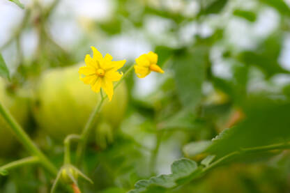 Žuti cvjetovi paradajza. Cvjetovi rajčice rastu na grmu u stakleniku. Nasadi mladih biljaka rajčice, izbliza. Organsko povrće.