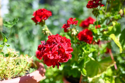 Pelargonija raste u vrtu. Crveno cvijeće.